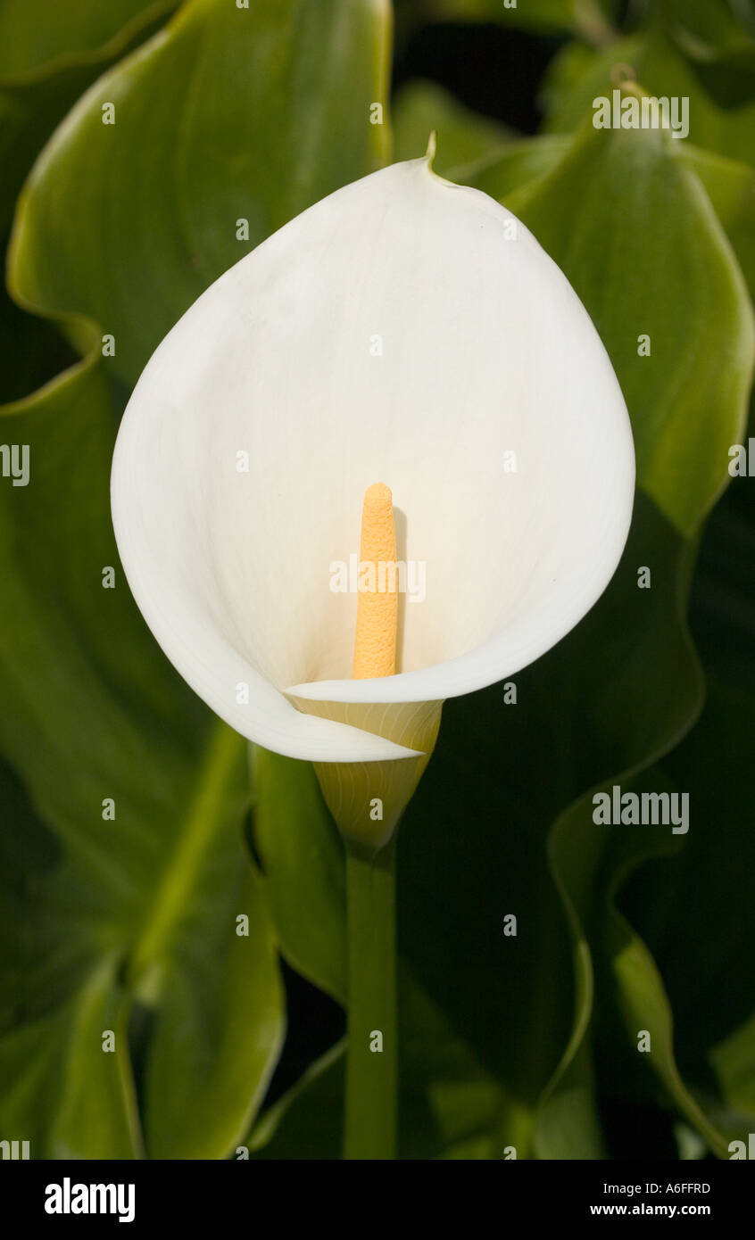 Nahaufnahme einer Arum Lilie in einer natürlichen Umgebung. Stockfoto