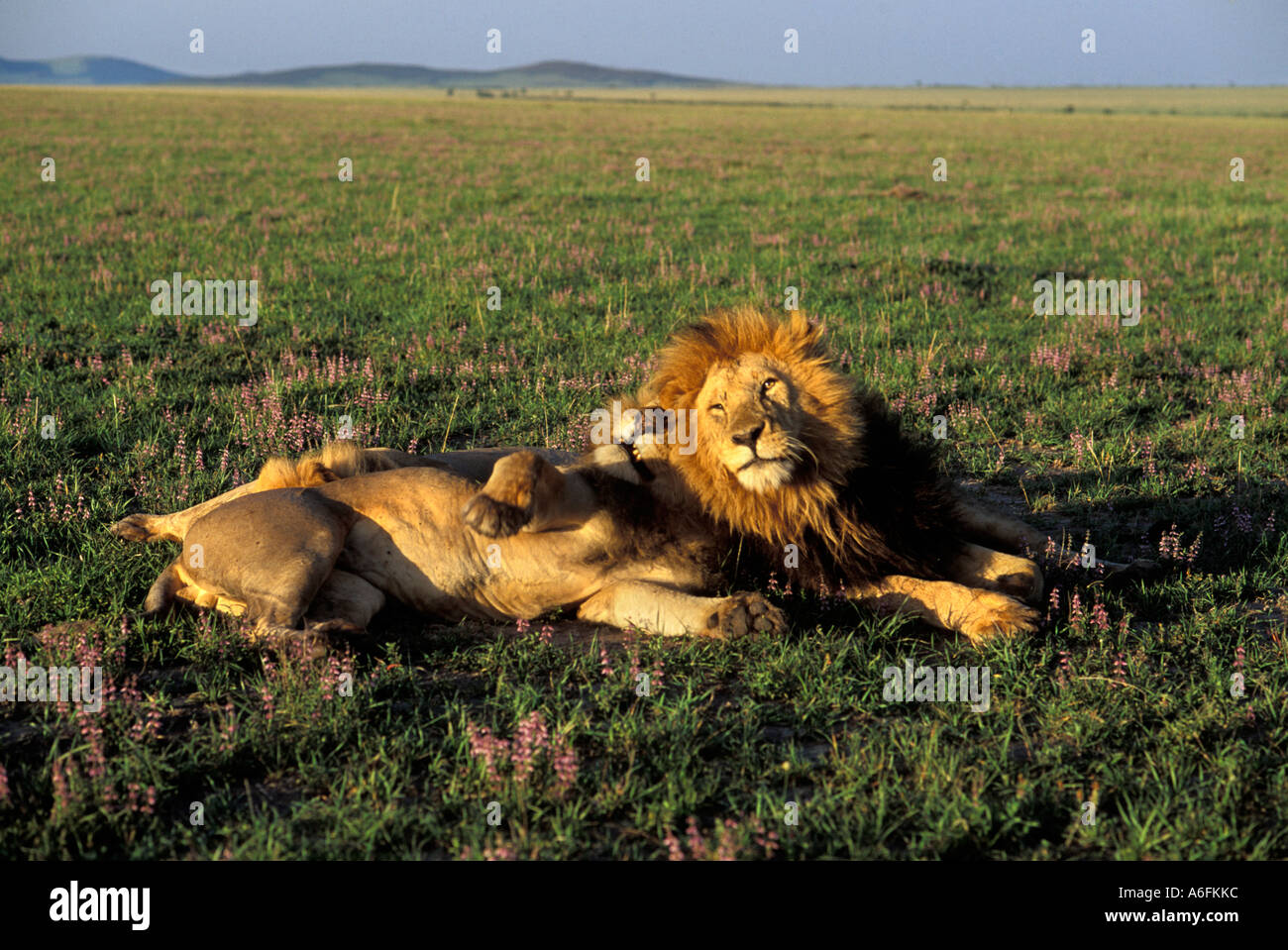 Drei Löwen morgens Licht (Panthera Leo) - Masai Mara - Kenia Stockfoto