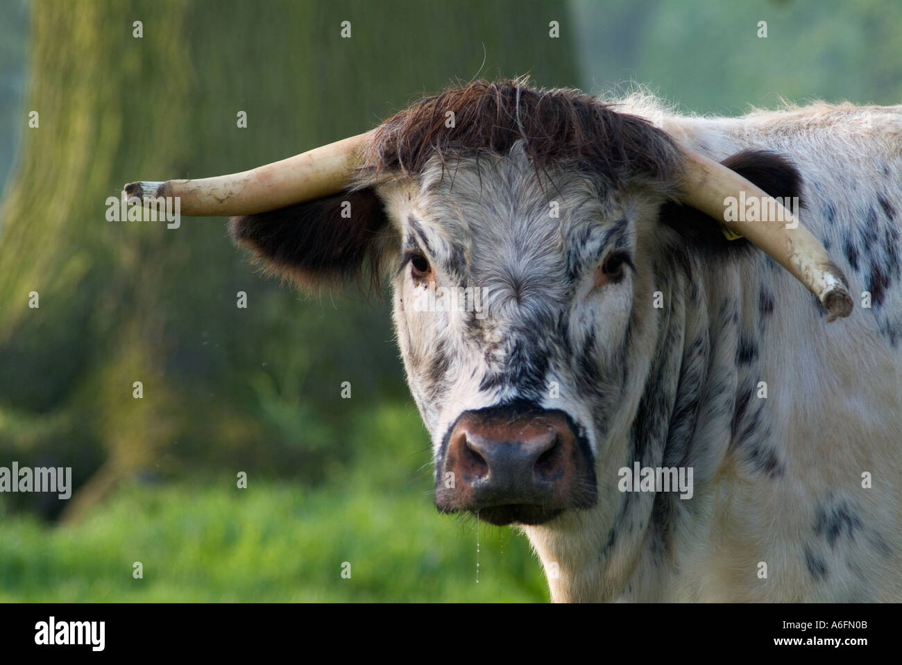 Longhorn Kuh im Feld Stockfoto