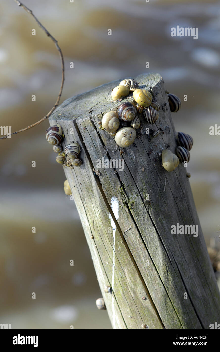 Schnecken finden Zuflucht auf einem Zaunpfahl nach einem Hochwasser am Fladbury, Worcestershire. Stockfoto