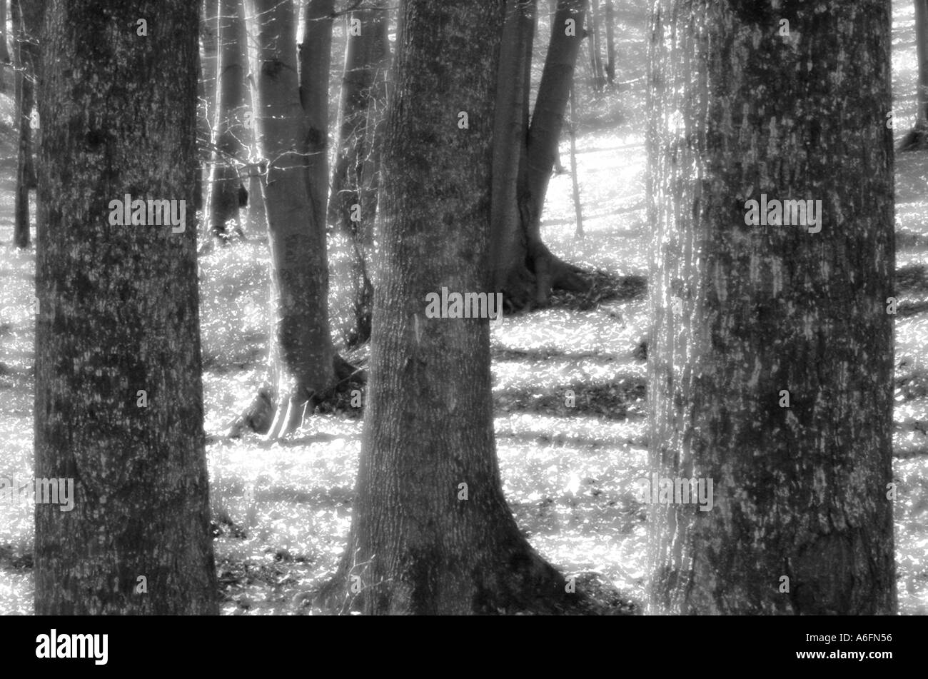 Bäume Buchenwälder im geschützten Bereich Frühjahrssaison in der Nähe von Piatra Neamt Stadt Moldawien Rumänien Osteuropa Stockfoto