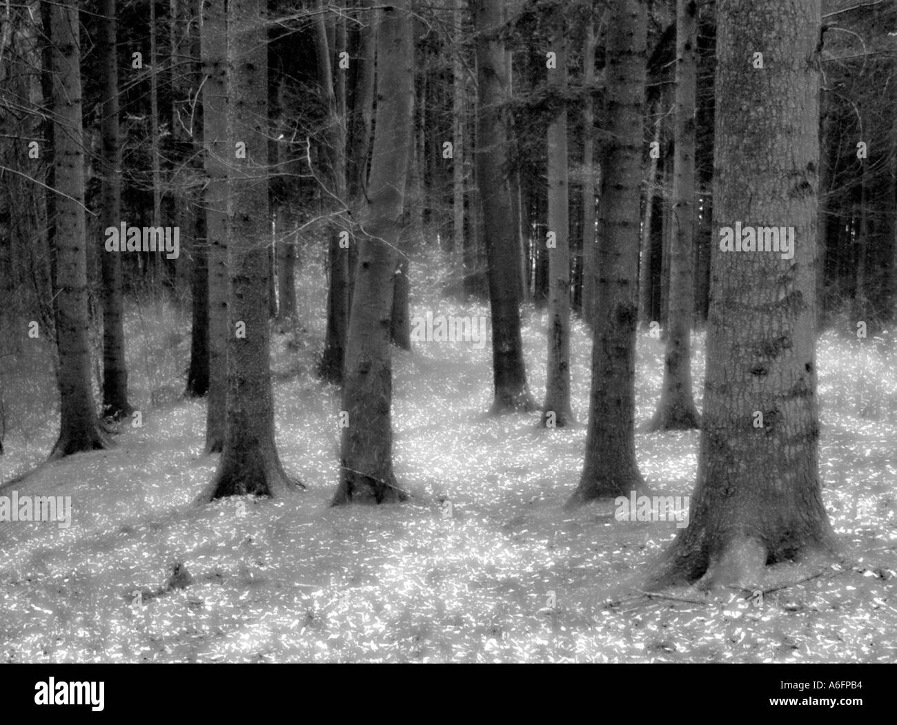 Wald von Buche und Tanne Bäume in der Nähe von Piatra Neamt Stadt Moldawien Rumänien Osteuropa Stockfoto