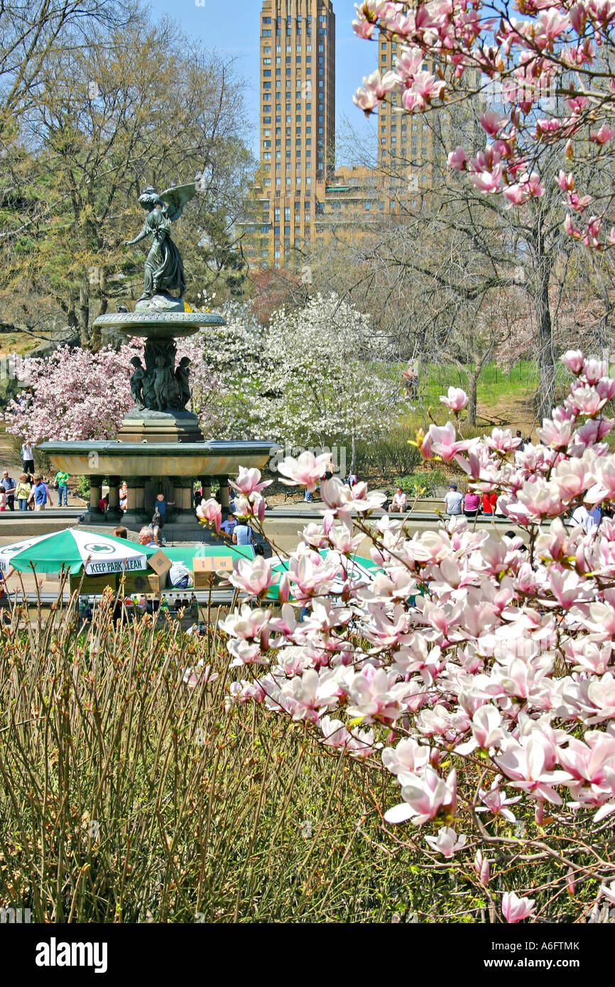 Bethesda-Brunnen Bereich blühende Magnolie im Central Park in New York Stockfoto