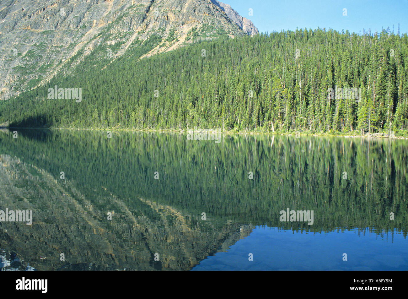 Spiegelung Wald in Cavell Lake Jasper Nationalpark Alberta Kanada Stockfoto