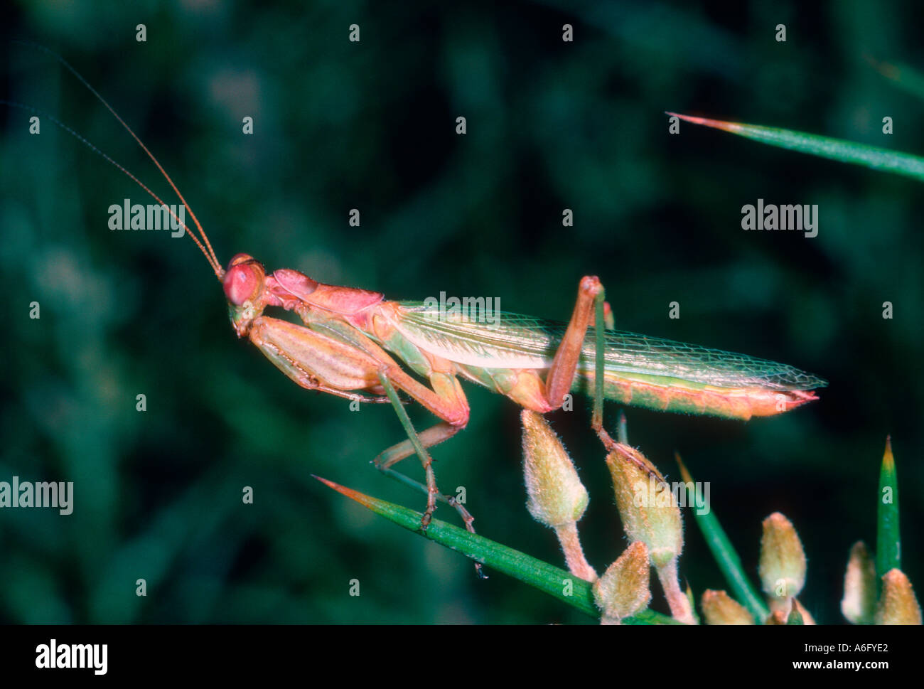 Europäische Zwerg Mantis, Ameles objecta. Männlich Stockfoto