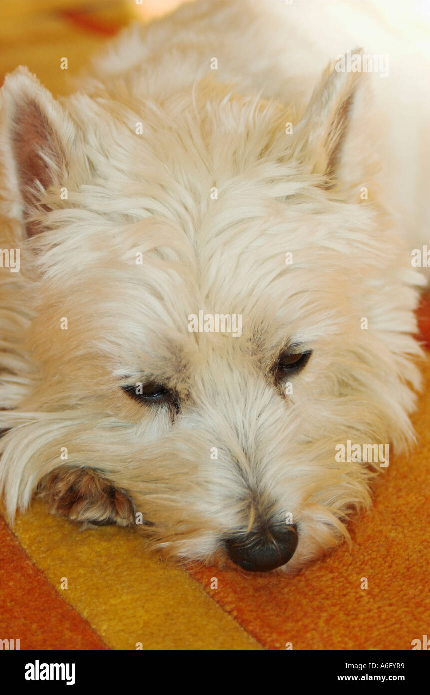 West Highland White Terrier liegt auf einem Teppich schauen traurig Stockfoto