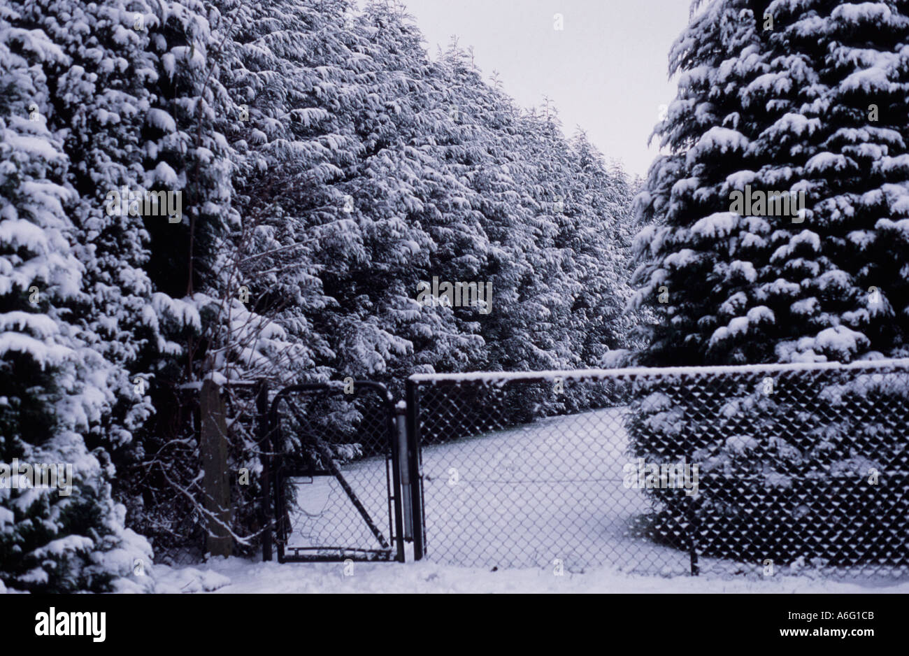 Nadelbäume und Pfad schneebedeckt Heston Park Middlesex, England UK Stockfoto