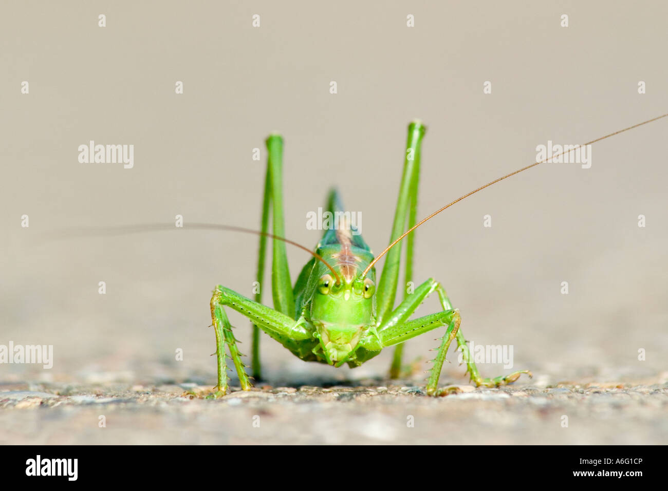 Große grüne Bush Cricket Tettigonia Viridissima Stockfoto