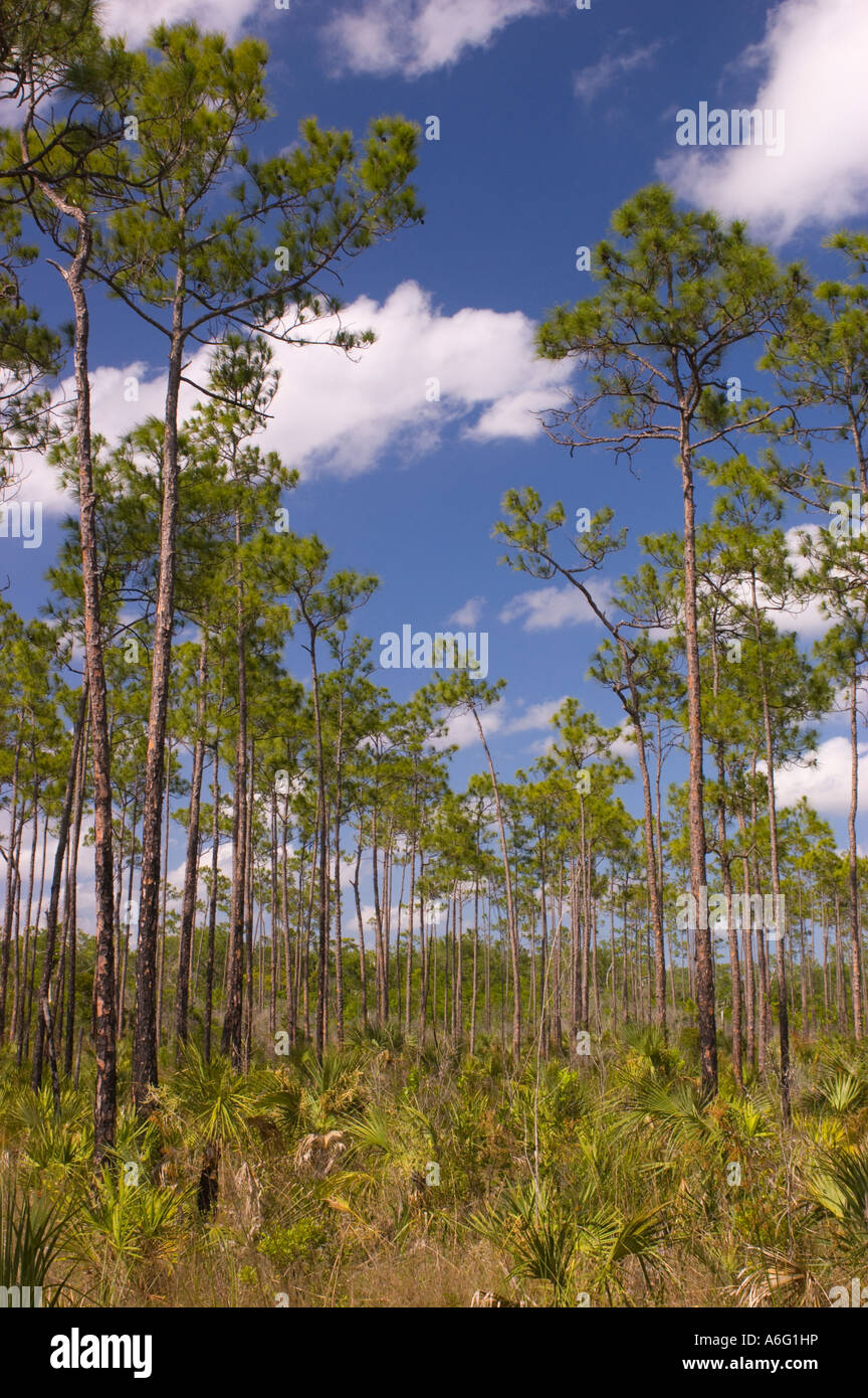 EVERGLADES Nationalpark FLORIDA USA Slash Kiefer Mikroklima subtropischen Pinienwald Everglades in Südflorida Stockfoto