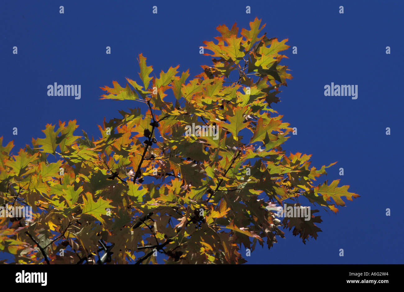 Blätter im Herbst mit roten Rand auf Eiche-Baum auf der Rückseite Licht gegen blauen Himmel Stockfoto