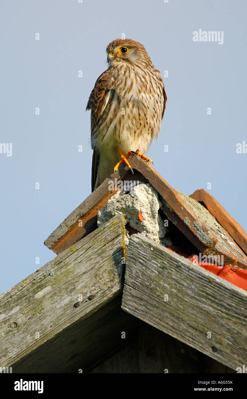 Turmfalken (Falco Tinnunculus) sitzen am Giebel Stockfoto