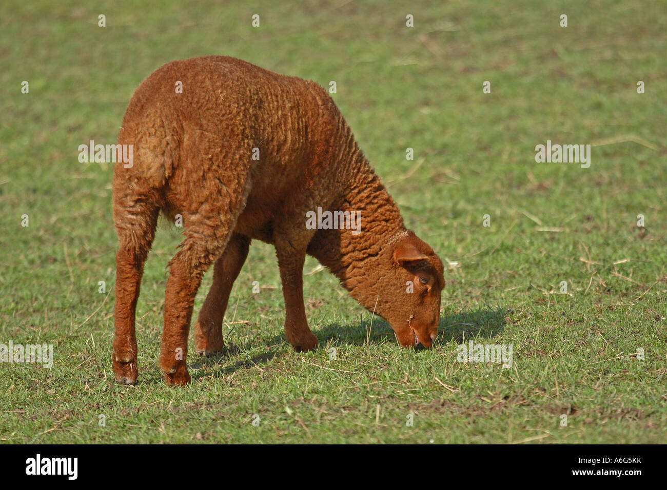 Coburger Fuchsschaf Schafe (Ovis Gmelini Aries) Lamm Stockfoto