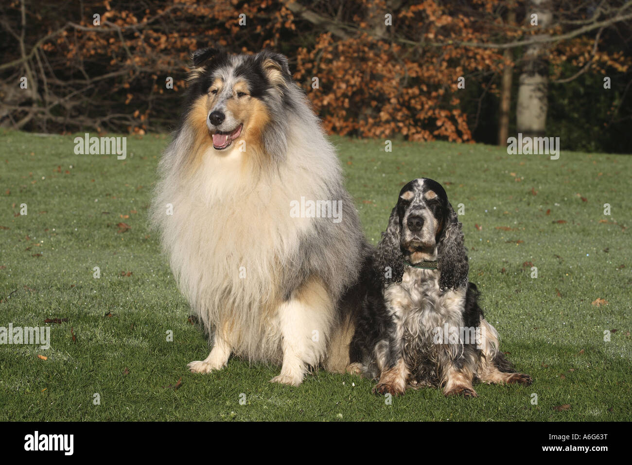 Collie (blue Merle) und Cocker Spaniel (Blauschimmel) sitzen nebeneinander auf der Wiese Stockfoto