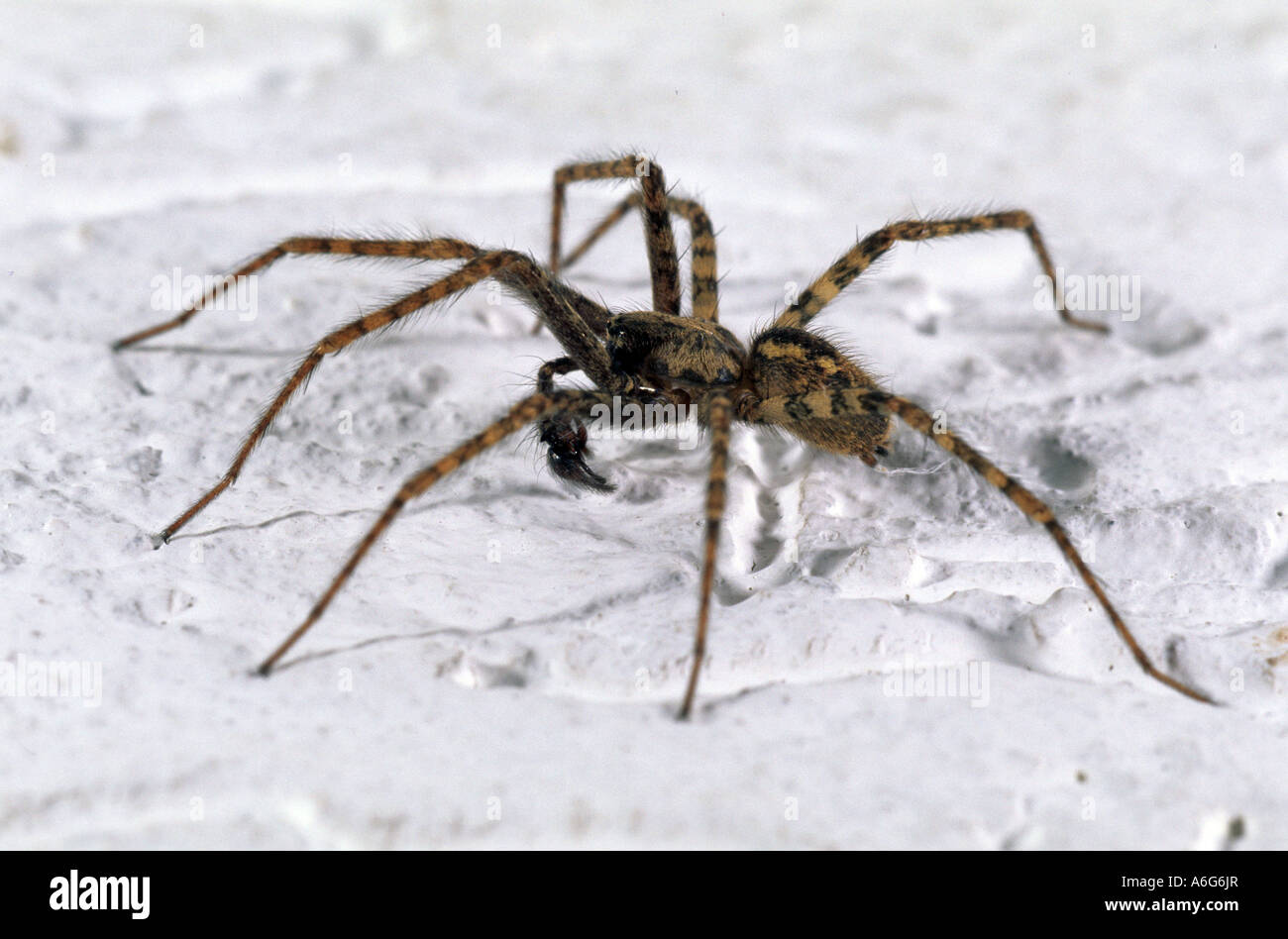 Haus Spinne (Tegenaria Atrica) männlich Stockfoto