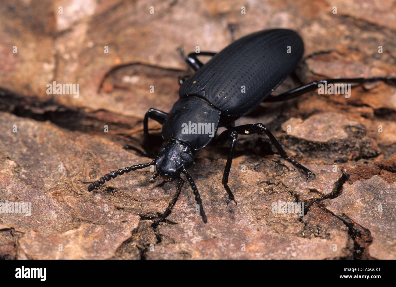 Hologramm-Käfer (Zophobas Morio), gefangen Stockfoto