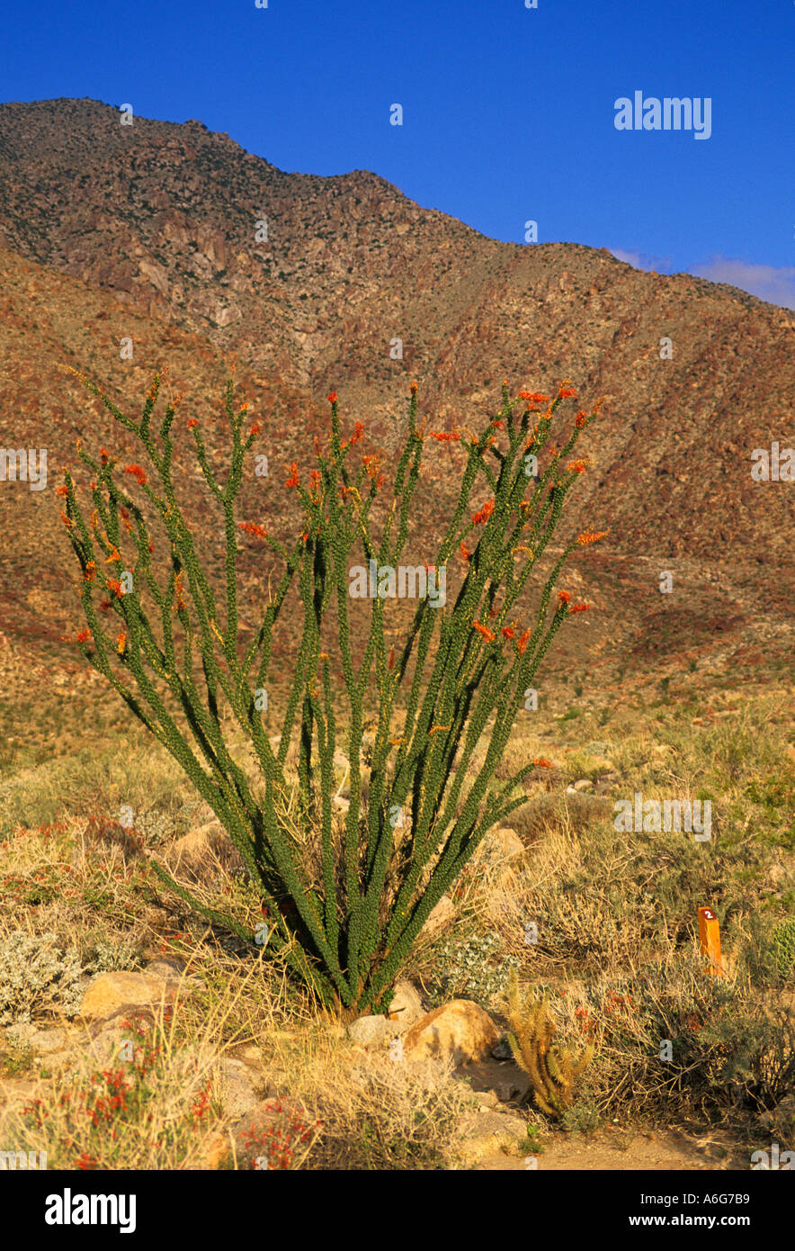 Kalifornien Anza Borrego Desert State Park Palm Canyon Nature Trail Ocotillo Kaktus Stockfoto