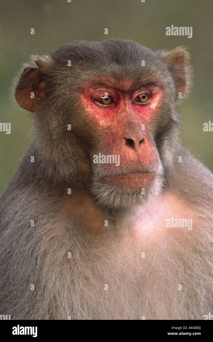 Rhesus-Affen, Rhesus Macacque (Macaca Mulatta), Porträt, Indien, Keoladeo Ghana NP Stockfoto