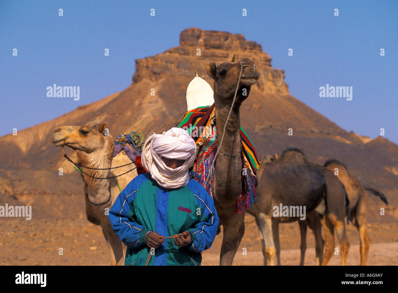 Tuareg mit seinen Kamelen, Libyen Stockfoto