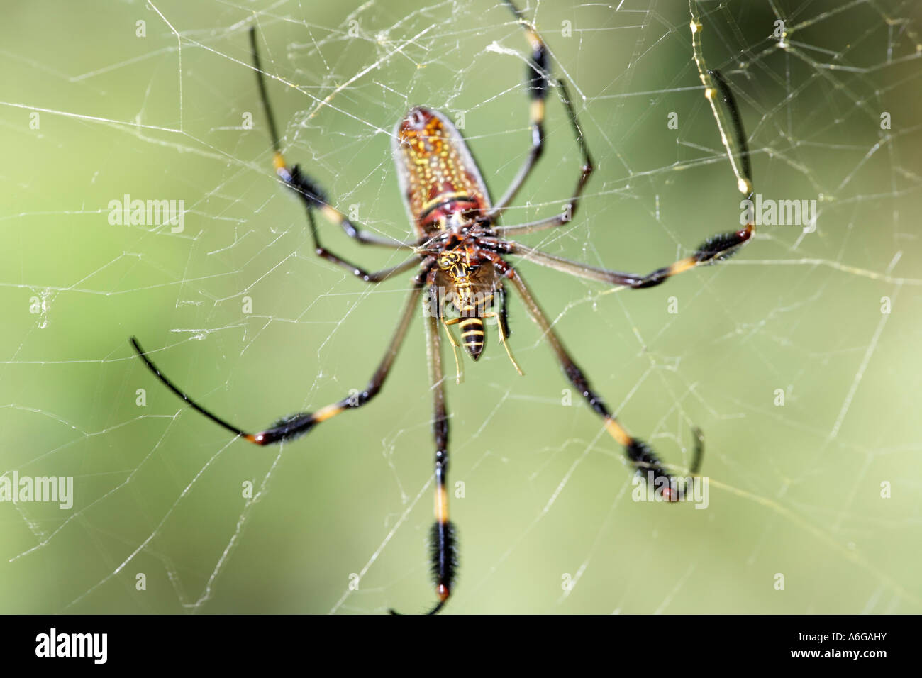 Golden Orb Spider, Golden silk Orb-Weaver (Nephila Clavipes), Costa Rica Stockfoto