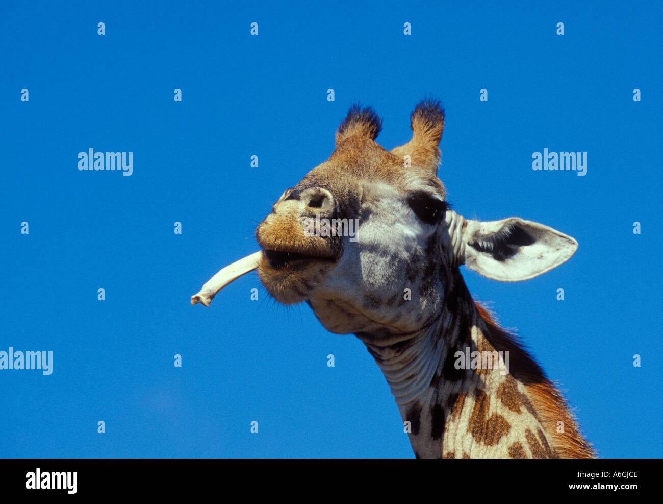 Giraffe Giraffa Plancius kauen auf Knochen Stockfoto