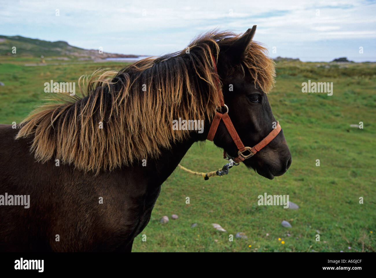 Neufundland Pony, Saint-Pierre, Saint Pierre und Miquelon, Französisch Inseln aus der Küste von Neufundland Kanada Stockfoto