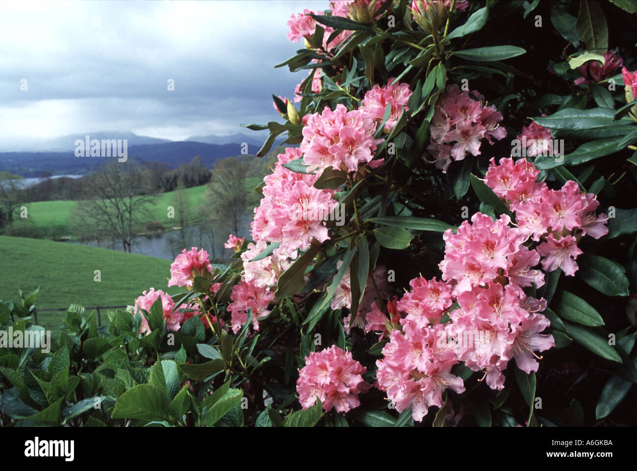 Eine unbekannte Spezies der Rhododendron. Stockfoto