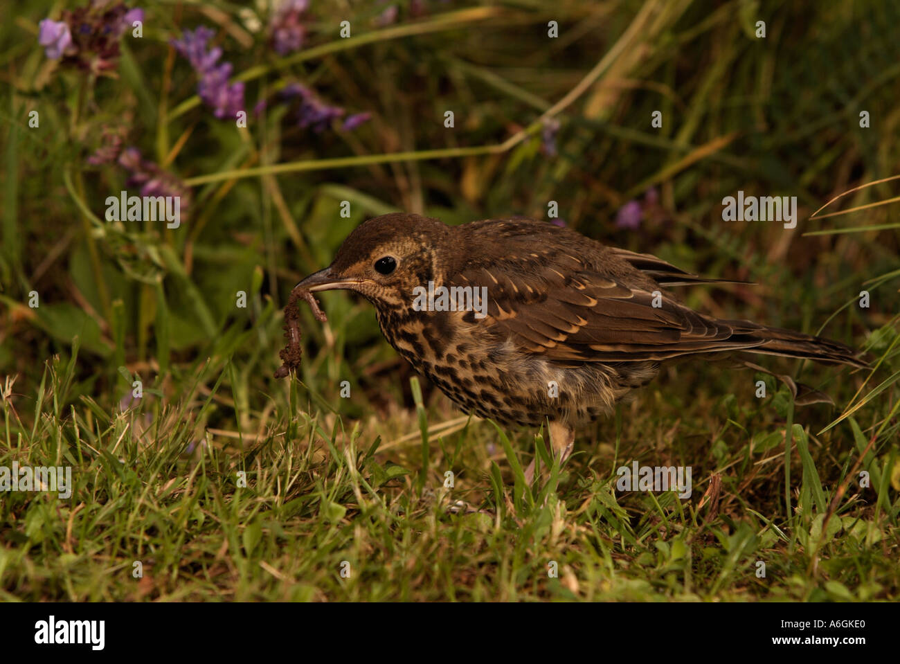 SINGDROSSEL Turdus Philomelos Essen für Wurm Stockfoto
