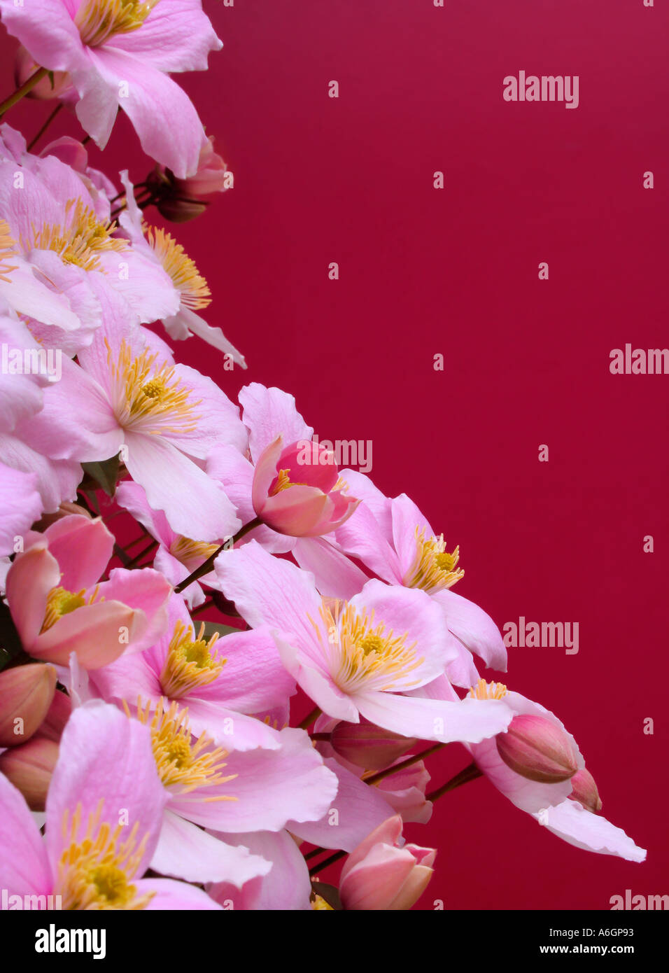 Pink anemone clematis clematis montana Fotos und Bildmaterial in