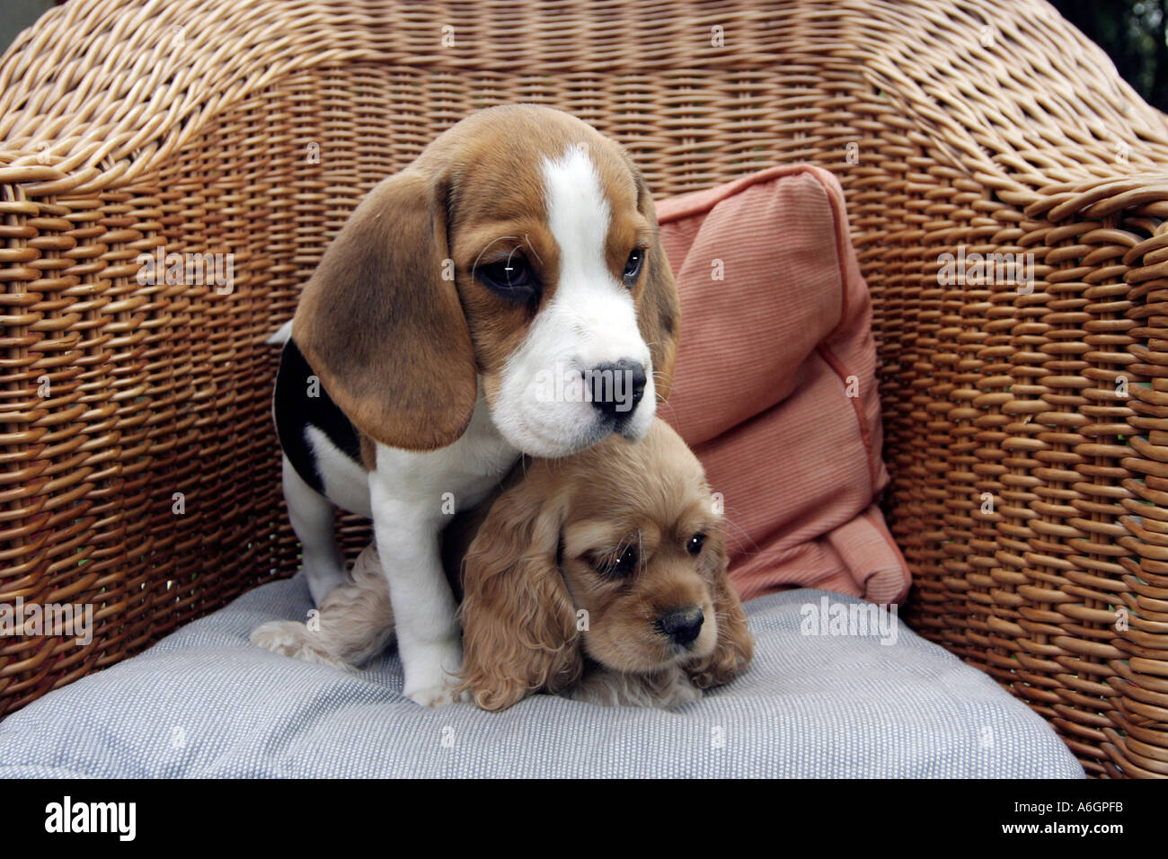 Welpen im Sitz Stockfoto