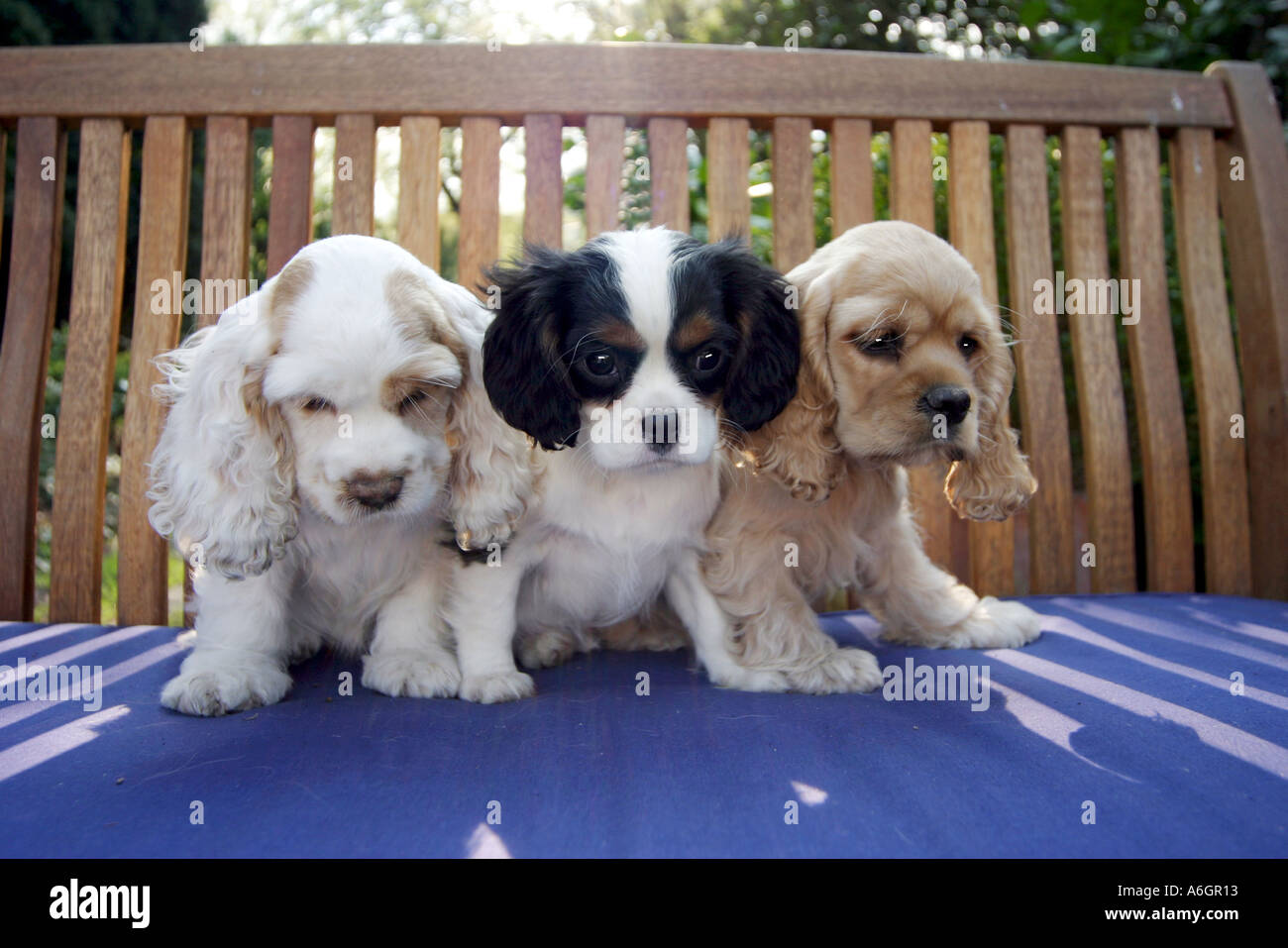 Welpen im Sitz Stockfoto