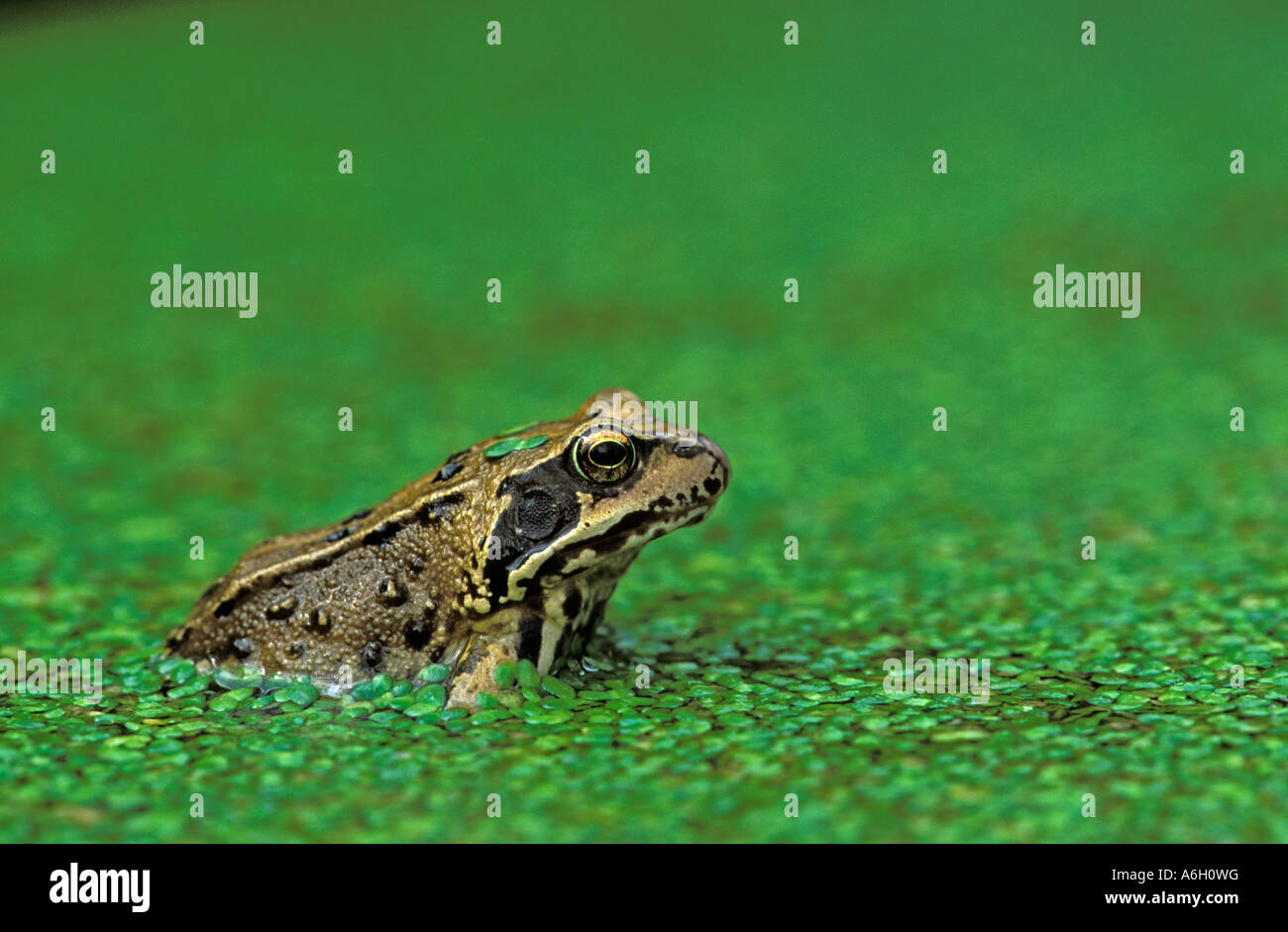 Europäischen gemeinsamen Frosch Rana Temporaria in Teich mit Wasserlinsen bedeckt Stockfoto
