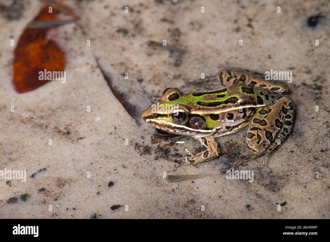 Südlichen Leopard Frog Rana Sphenocephala zuvor Rana Utricularia See Myakka State Park Florida U S A Stockfoto