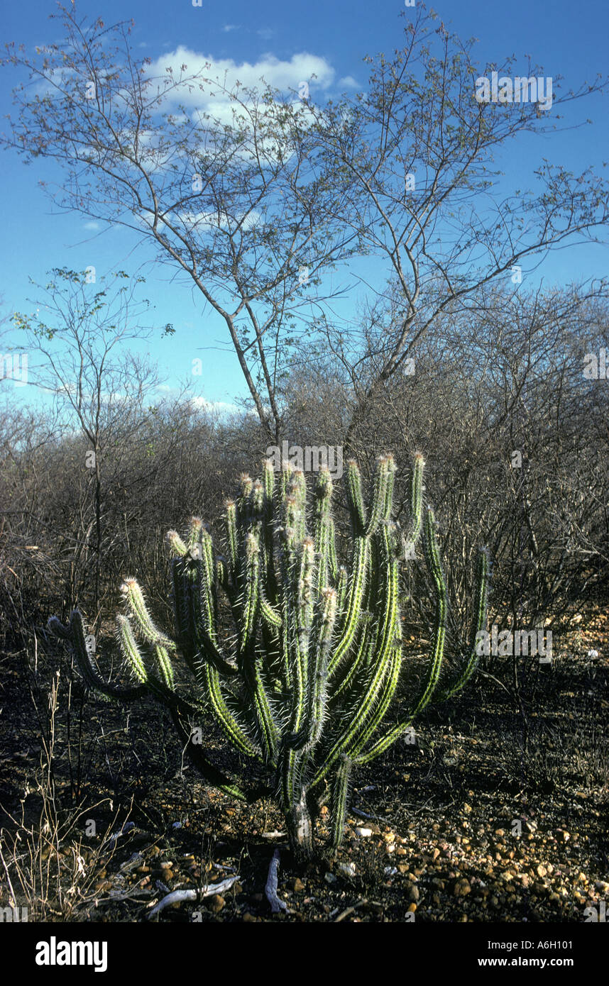 Xerophytic Vegetation Caatinga Laub-Gestrüpp und Kaktus Wald in ariden Nordosten Pernambuco Zustand Brasilien Stockfoto