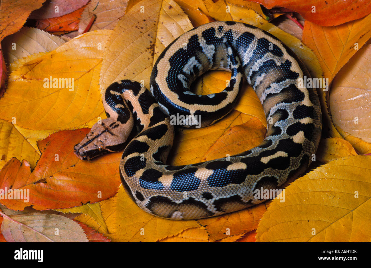 Borneo kurz angebundene Python Python Breitensteini unter ruhen lässt Stockfoto