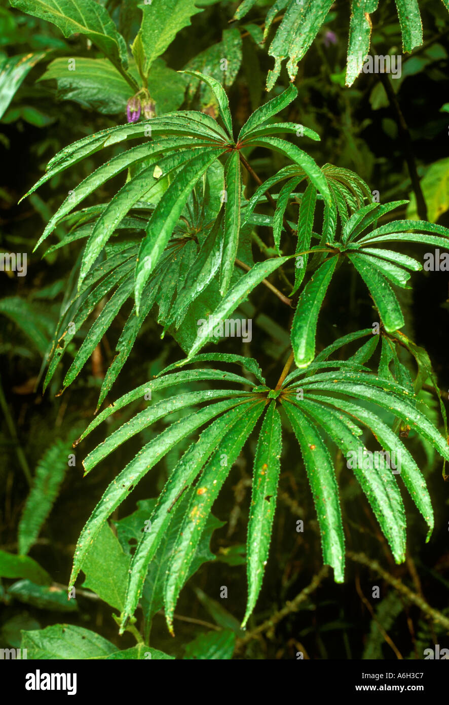 Begonia luxurians (Begoniaceae), eine Art mit zusammengesetzten Blättern im Atlantischen Wald (Mata Atlântica) in der Serra do Mar. Bundesstaat Rio de Janeiro, Brasilien. Der Atlantische Regenwald ist ein Hotspot für die biologische Vielfalt. Stockfoto