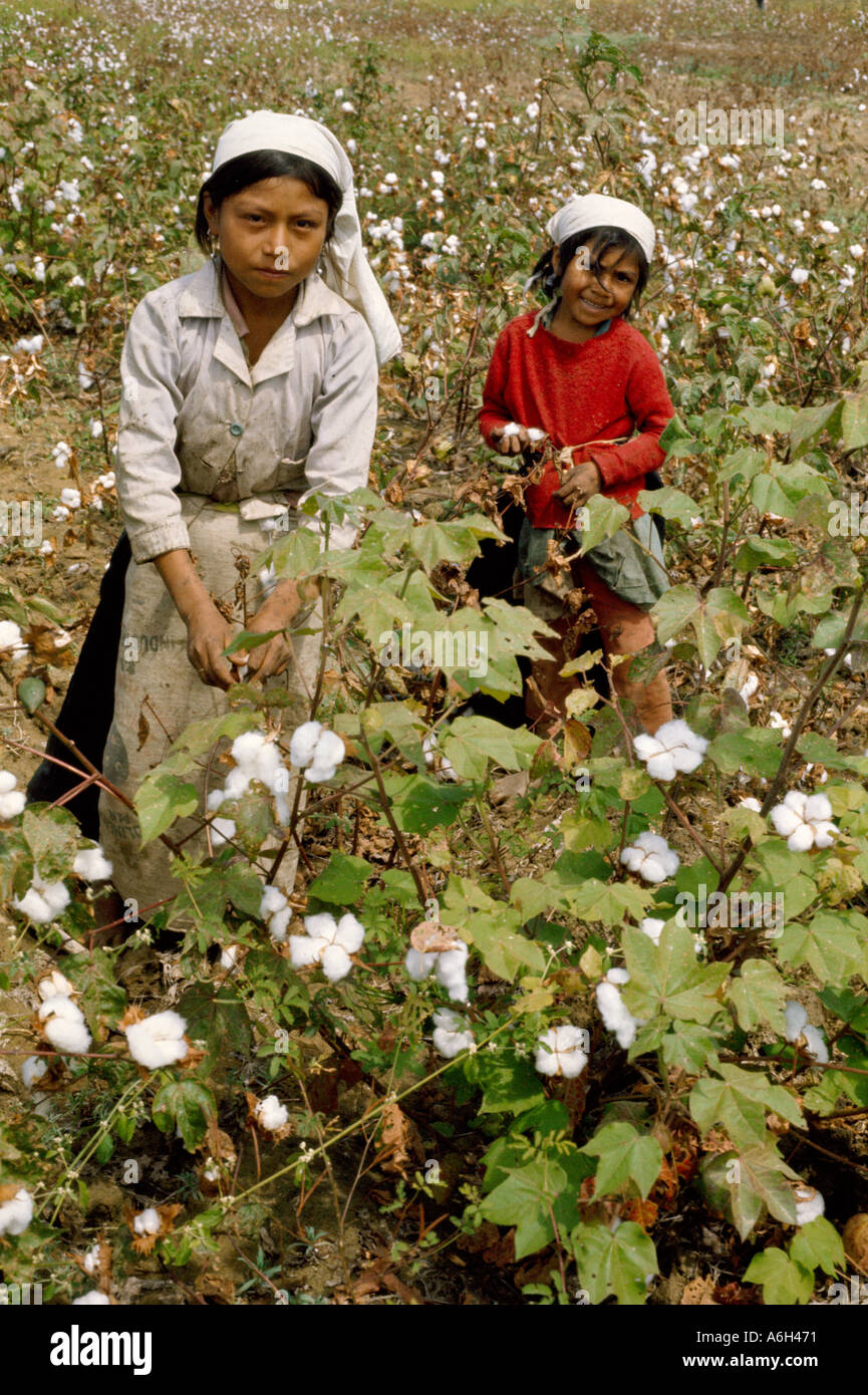 Junge Frau und Mädchen pflücken Baumwolle im Tal des Chira River im Norden Perus Stockfoto