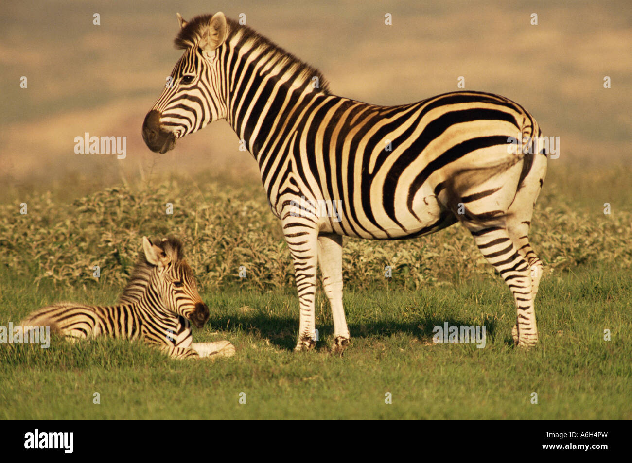 Burchells zebra Stockfoto