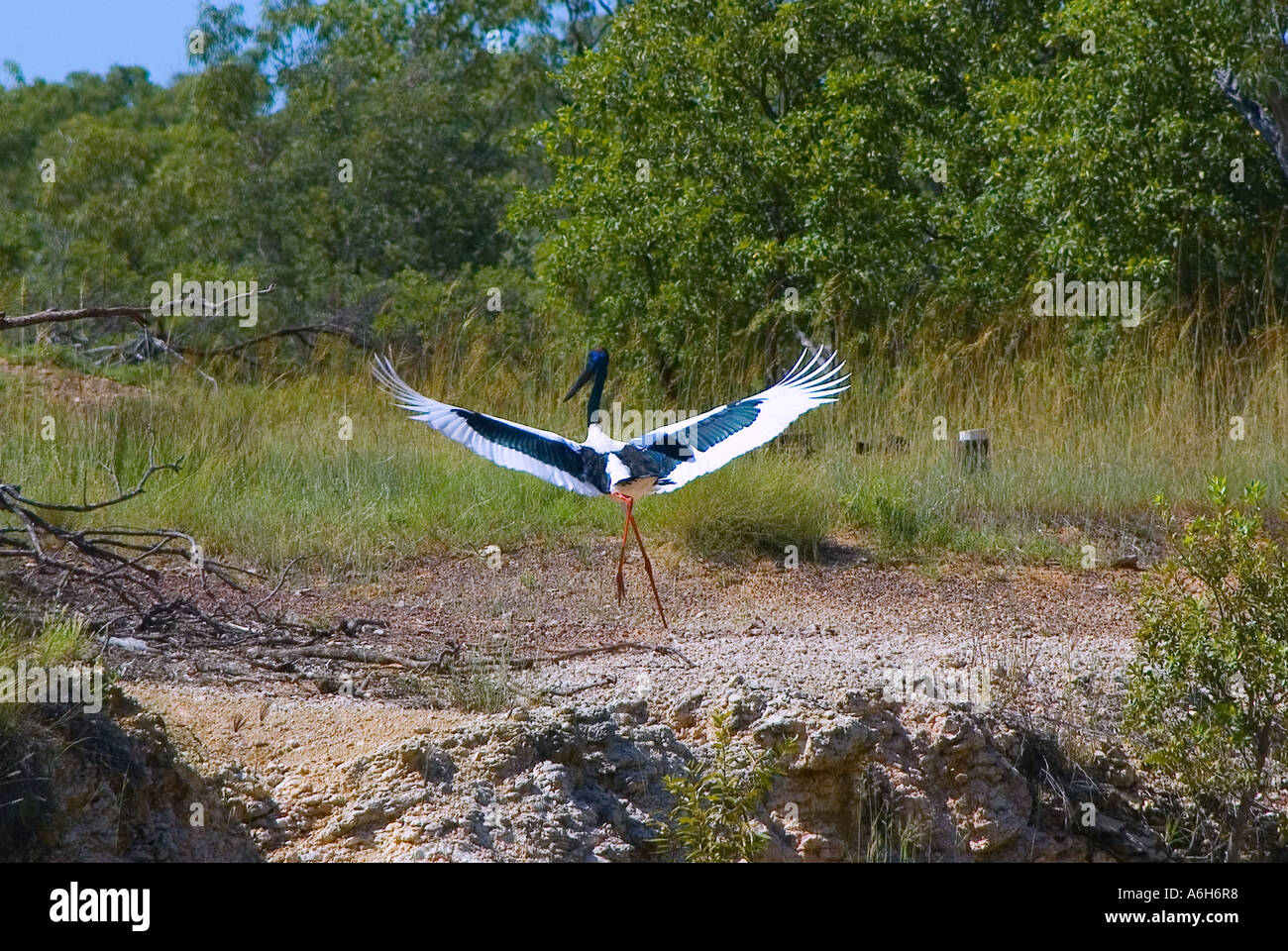 Schwarzhals Storch Stockfoto