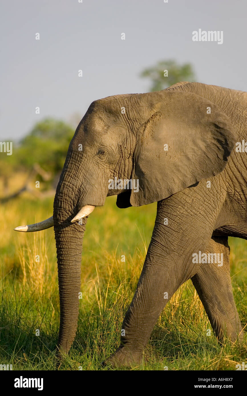 Afrikanische Elephant(loxodonta africana) Moremi Reserve, Botswana, Afrika Stockfoto
