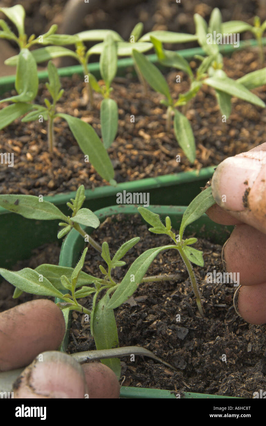 Gesunde junge Tomaten Sämling Vielzahl Ailsa Craig wird bereit zum Topfen auf UK April stach Stockfoto