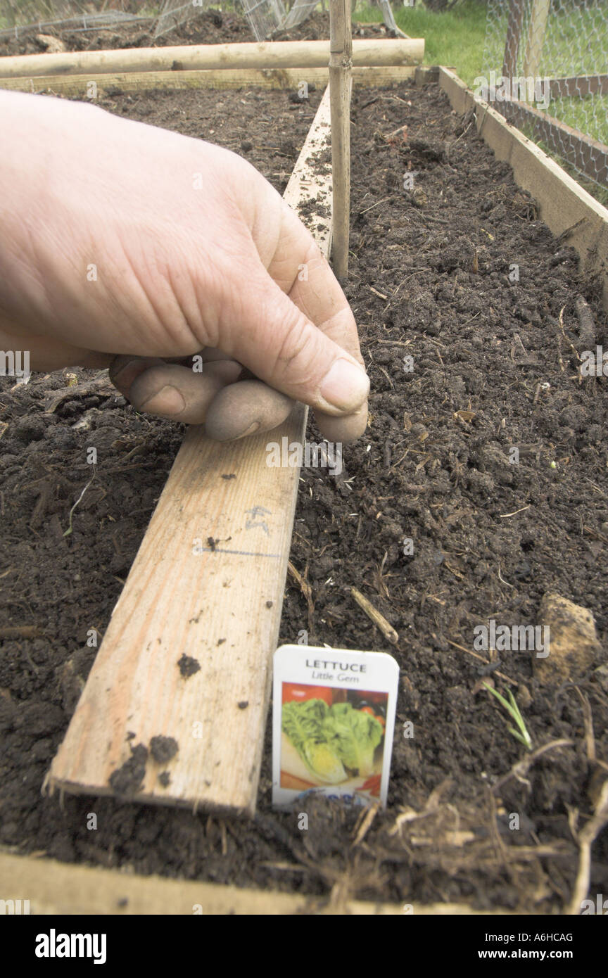 Saatgut Kopfsalat kleines Juwel in einer erhöhten 6ftx4ft Gemüsegarten UK April Stockfoto