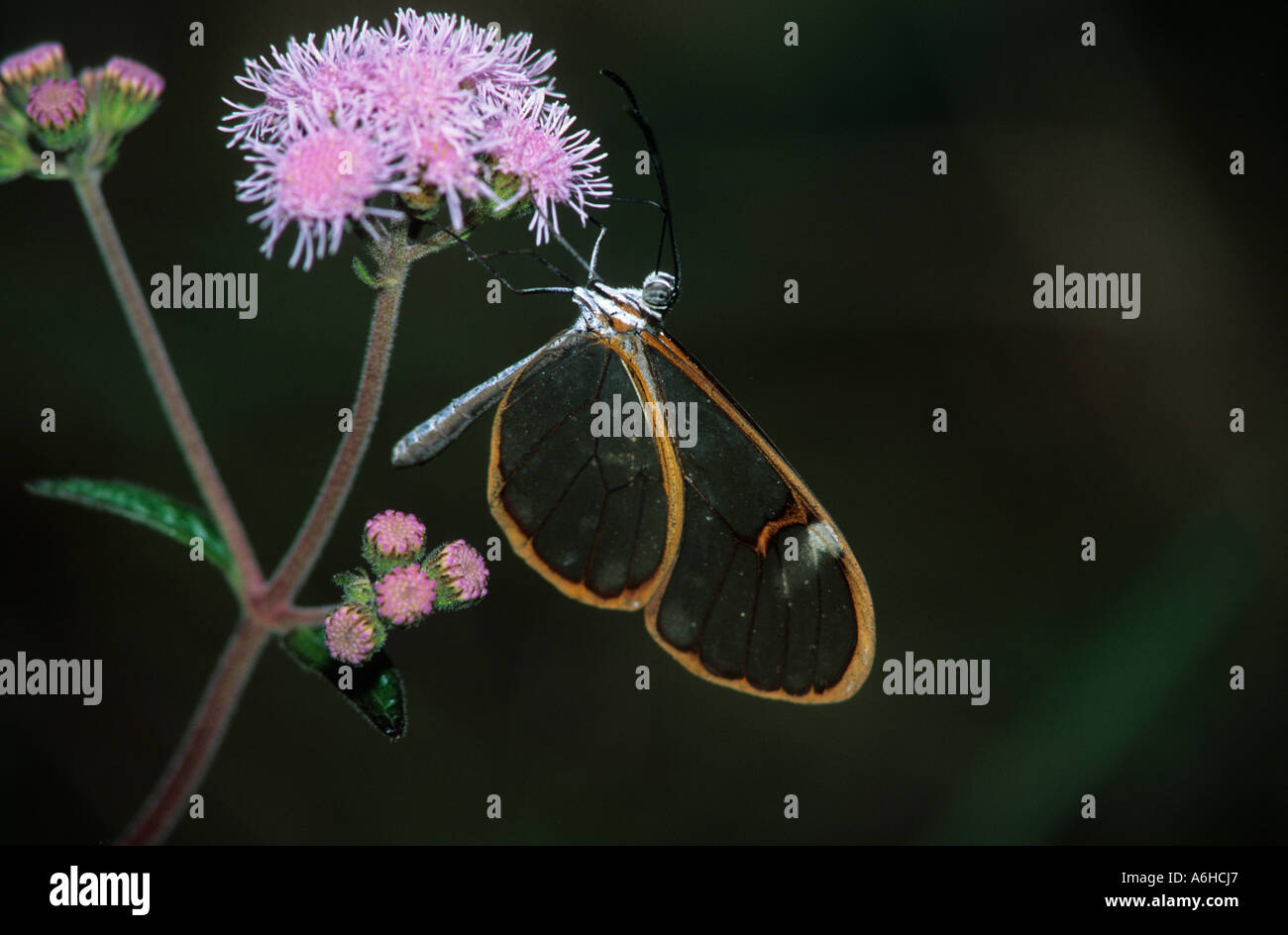 Glasswing Schmetterling Greta sp Ithomiidae Chiapas-Mexiko Stockfoto
