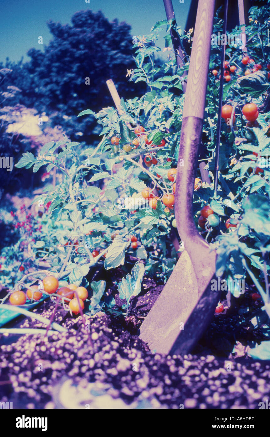 Tomaten auf die Weinrebe im Garten Stockfoto