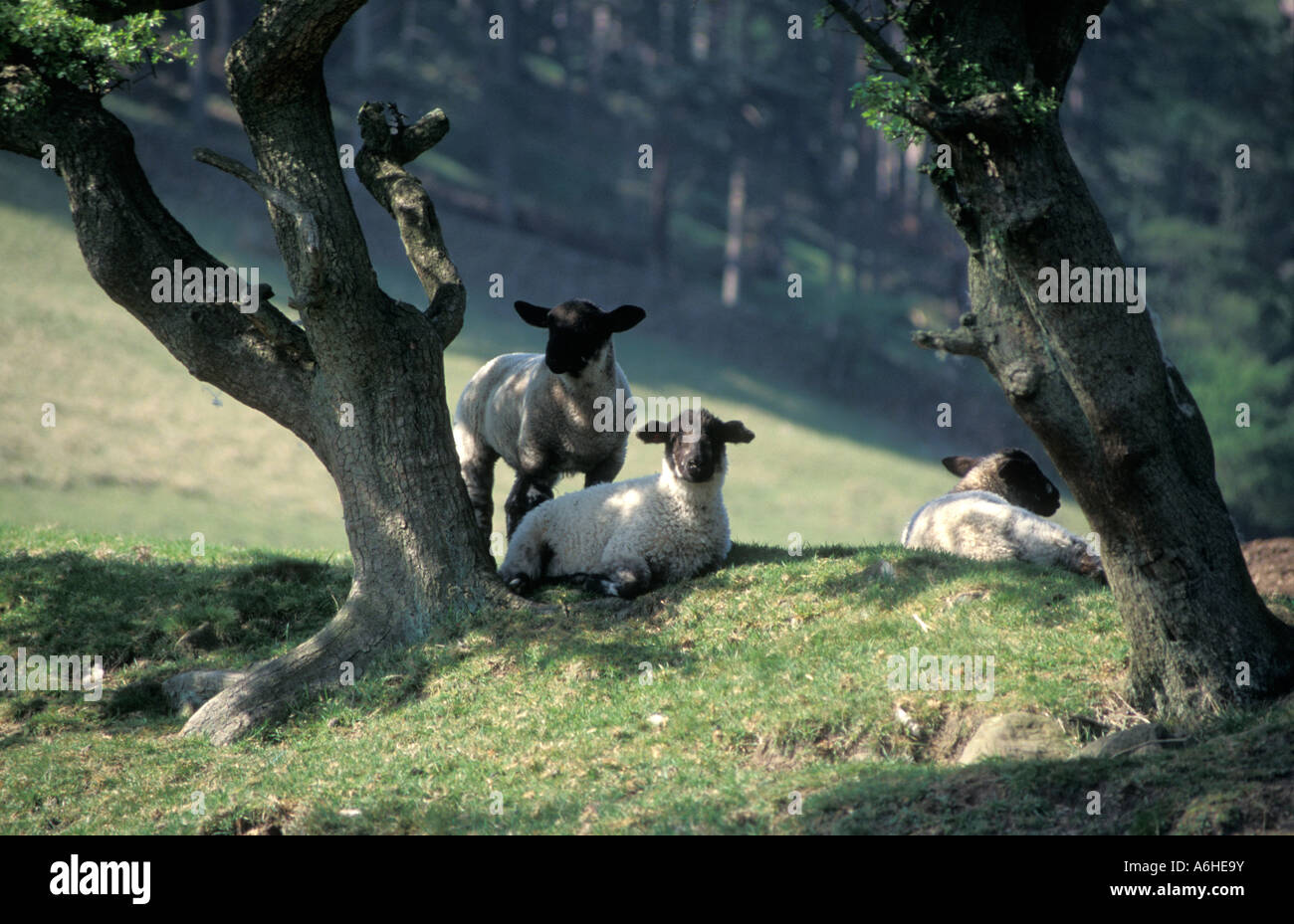 3 schwarze konfrontiert Lämmer sitzen im Schatten unter Baum, Peak District Stockfoto