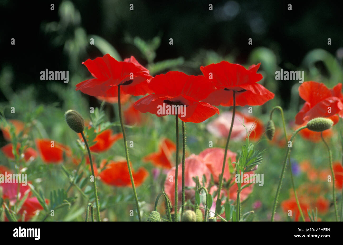 Wildblumen und Kornblumen im ökologischen Garten Stockfoto