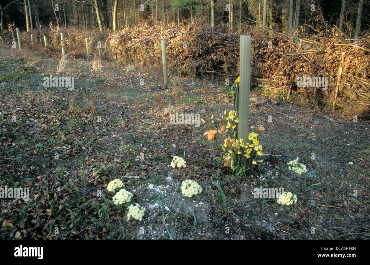 Grab am grünen Gräberfeld, Hampshire Stockfoto