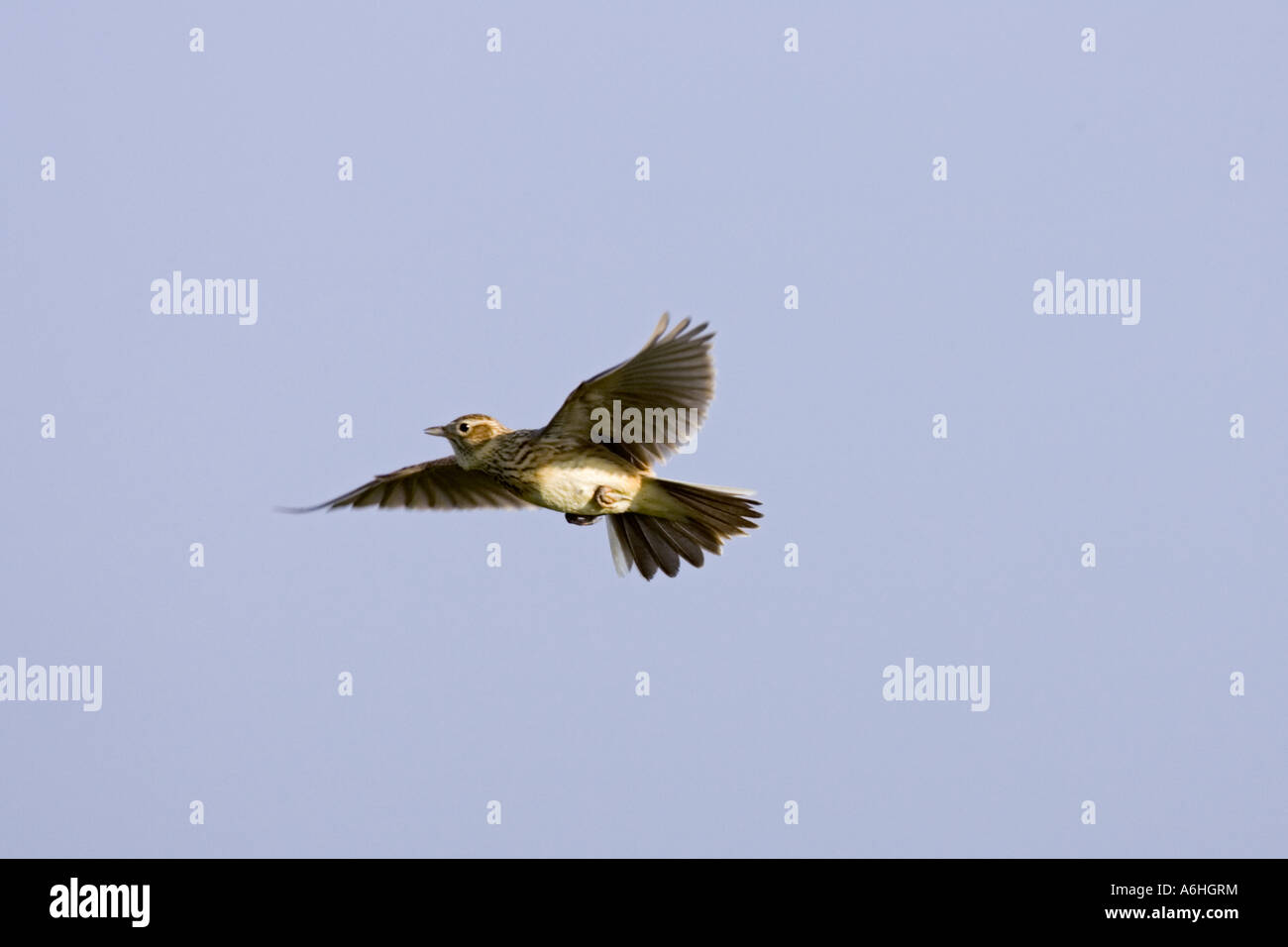 Feldlerche (Alauda Arvensis) im Flug singen Ashwell hertfordshire Stockfoto