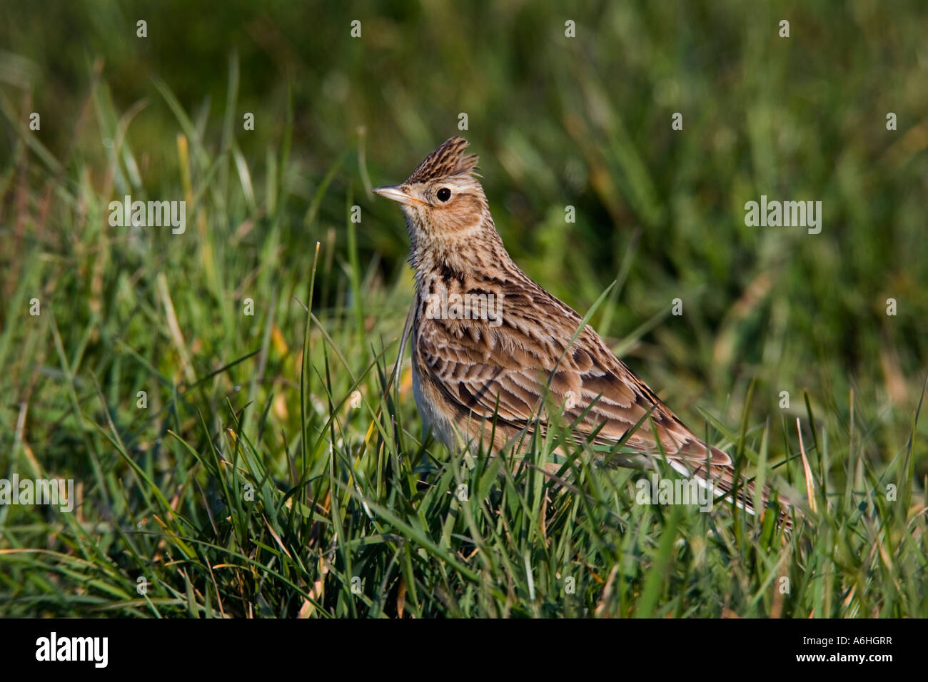 Feldlerche (Alauda Arvensis) saß in kurzen Rasen suchen alert Ashwell herts Stockfoto