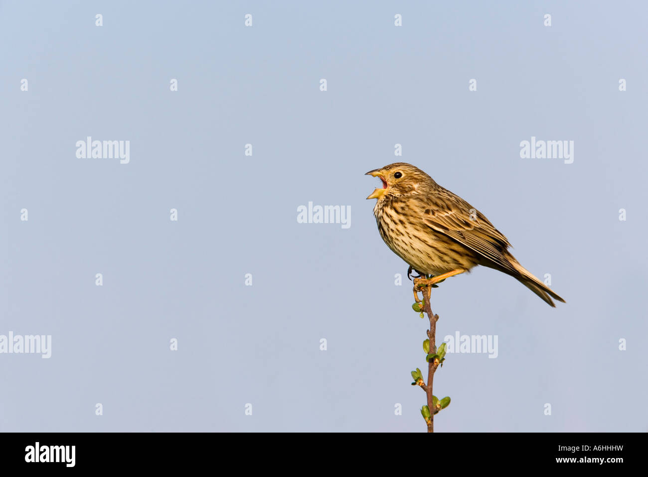 Corn Bunting Miliaria Calandra saß auf Weißdorn suchen Warnung und singen mit schönen blauen Himmel Hintergrund Eyeworth bedfordshire Stockfoto