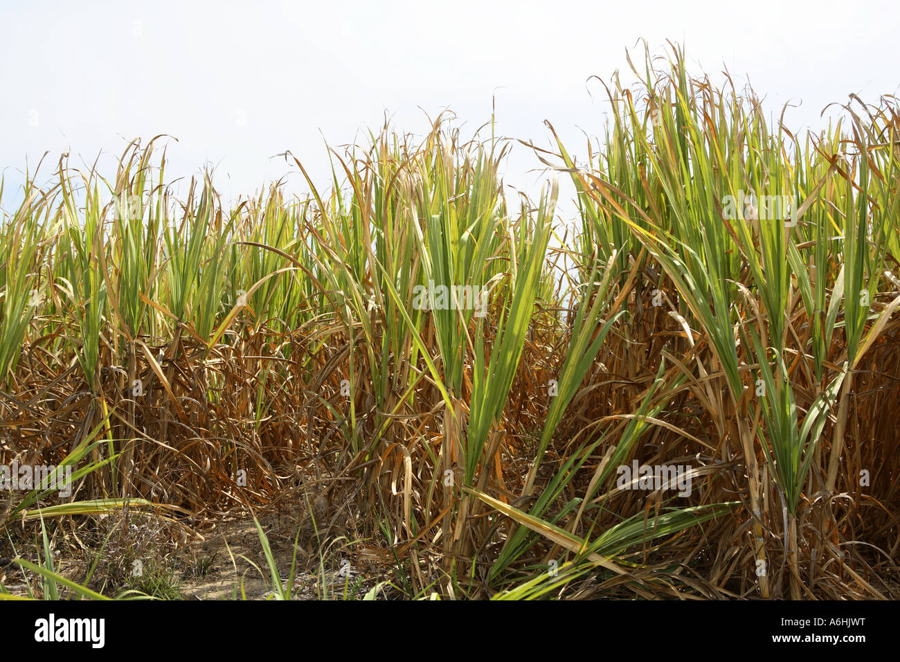 Zuckerrohr Feld Colima, Mexiko Stockfoto